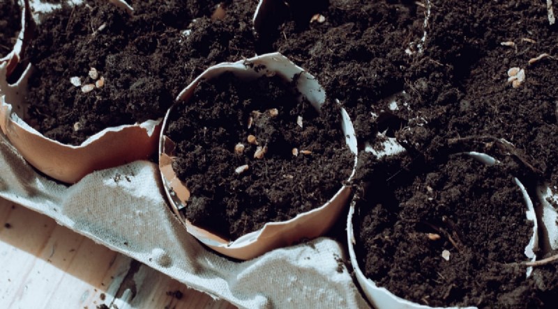 Eierschalen voor tomatenplanten:voordelen en betere alternatieven 