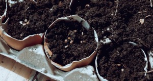 Eierschalen voor tomatenplanten:voordelen en betere alternatieven 