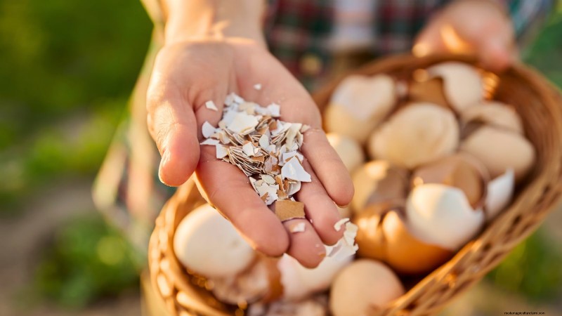 Eierschalen voor tomatenplanten:voordelen en betere alternatieven 