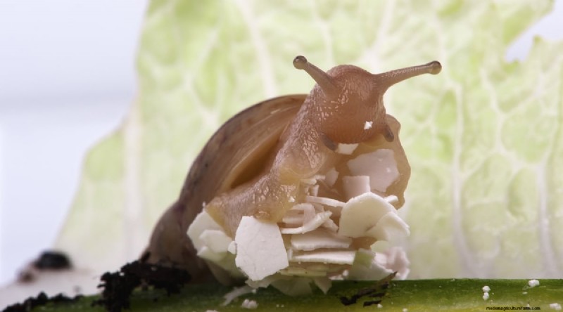 Eierschalen voor tomatenplanten:voordelen en betere alternatieven 