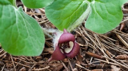 Wilde gember (Asarum canadense):gids voor planten, kweken en verzorgen 