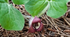Wilde gember (Asarum canadense):gids voor planten, kweken en verzorgen 