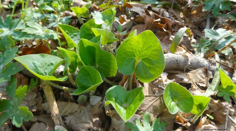 Wilde gember (Asarum canadense):gids voor planten, kweken en verzorgen 