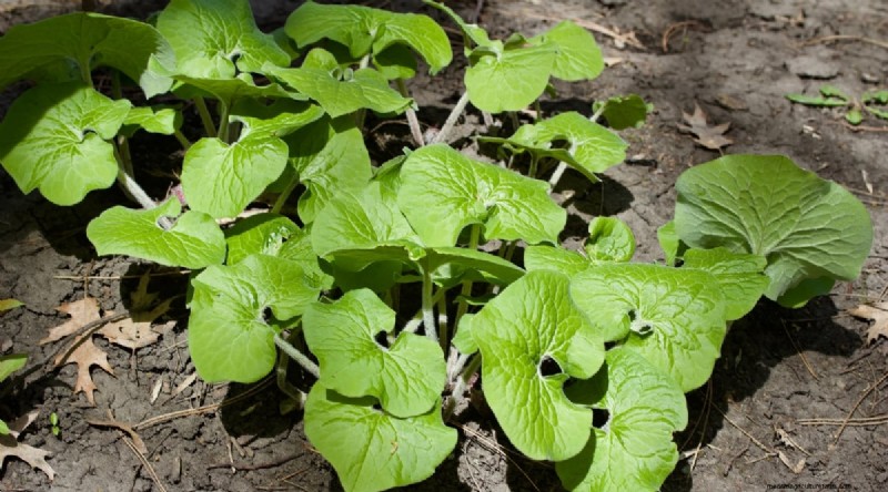 Wilde gember (Asarum canadense):gids voor planten, kweken en verzorgen 