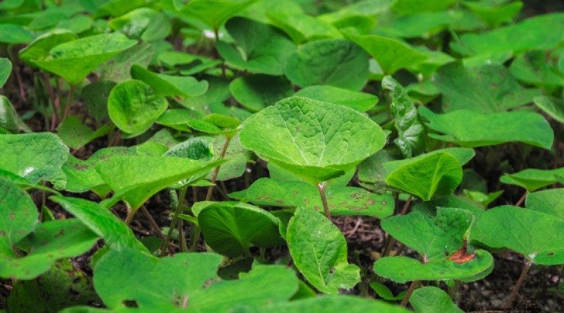 Wilde gember (Asarum canadense):gids voor planten, kweken en verzorgen 