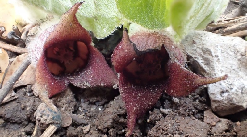Wilde gember (Asarum canadense):gids voor planten, kweken en verzorgen 