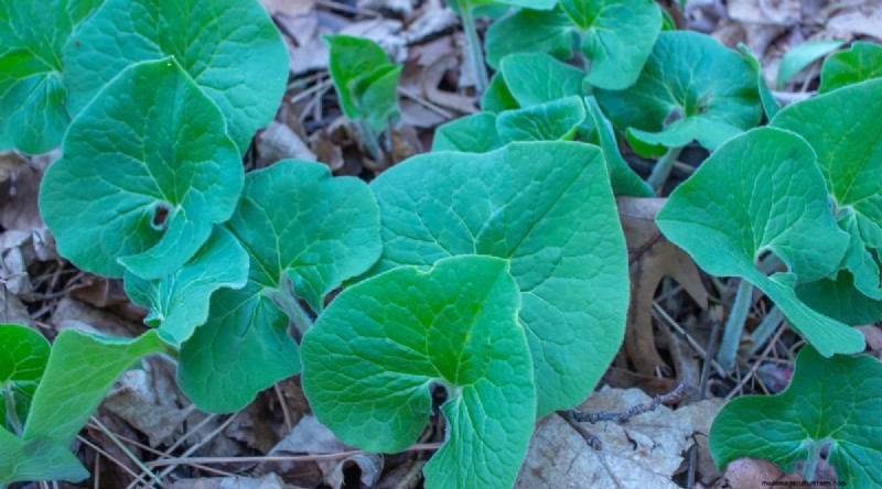 Wilde gember (Asarum canadense):gids voor planten, kweken en verzorgen 