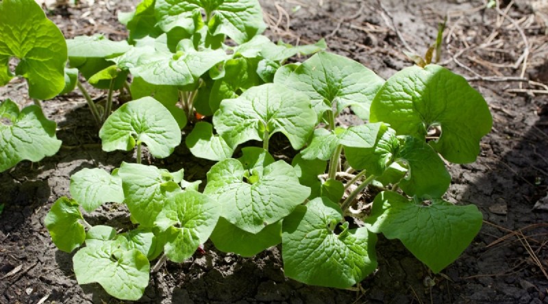 Wilde gember (Asarum canadense):gids voor planten, kweken en verzorgen 