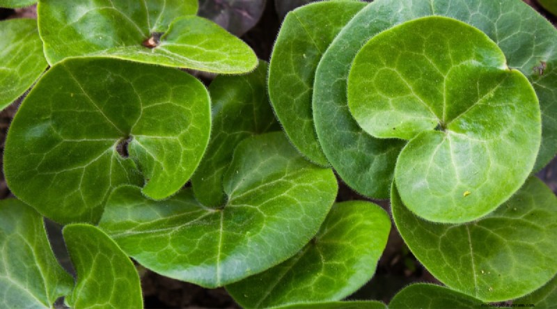 Wilde gember (Asarum canadense):gids voor planten, kweken en verzorgen 