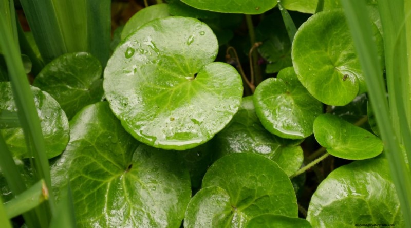 Wilde gember (Asarum canadense):gids voor planten, kweken en verzorgen 