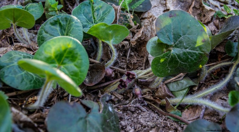 Wilde gember (Asarum canadense):gids voor planten, kweken en verzorgen 