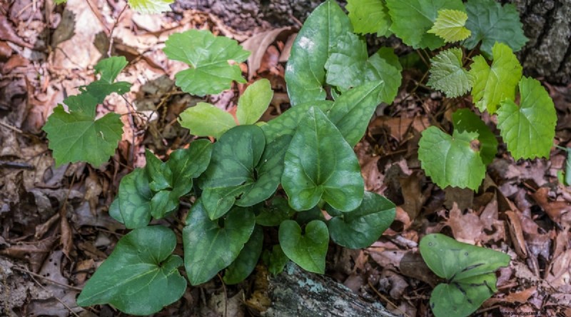 Wilde gember (Asarum canadense):gids voor planten, kweken en verzorgen 