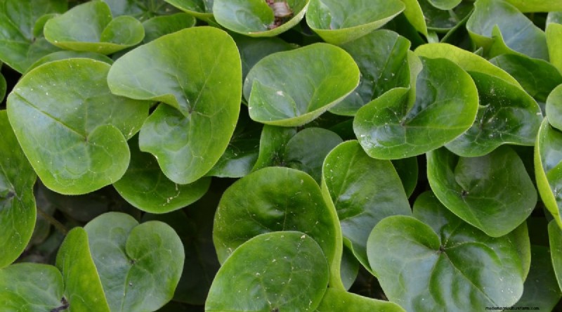Wilde gember (Asarum canadense):gids voor planten, kweken en verzorgen 