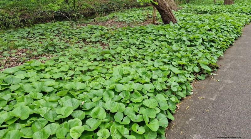 Wilde gember (Asarum canadense):gids voor planten, kweken en verzorgen 