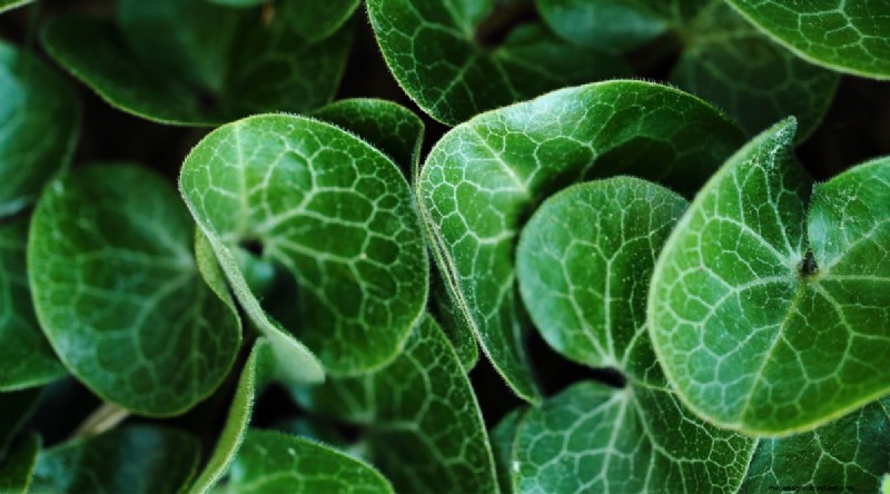 Wilde gember (Asarum canadense):gids voor planten, kweken en verzorgen 