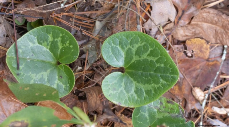 Wilde gember (Asarum canadense):gids voor planten, kweken en verzorgen 