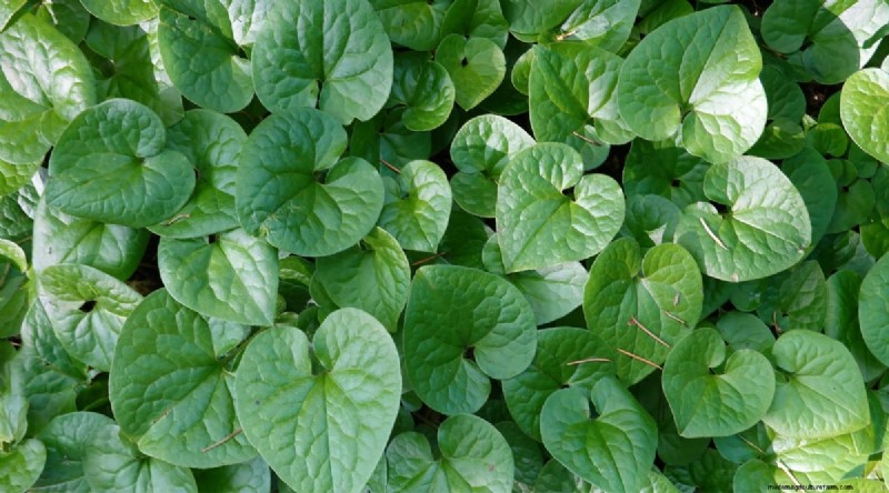 Wilde gember (Asarum canadense):gids voor planten, kweken en verzorgen 