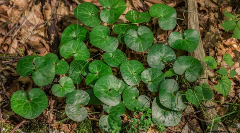 Wilde gember (Asarum canadense):gids voor planten, kweken en verzorgen 