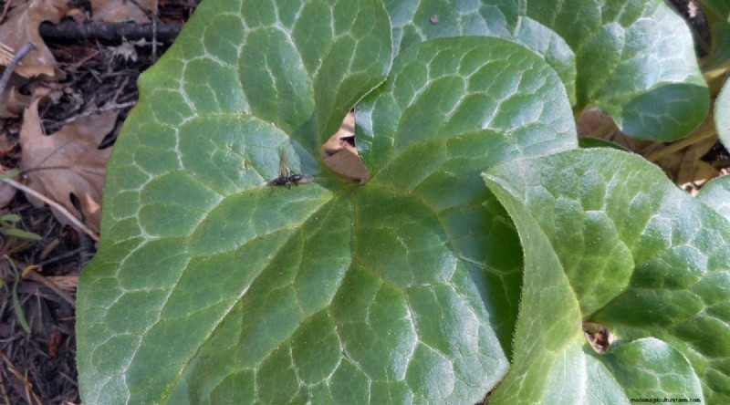 Wilde gember (Asarum canadense):gids voor planten, kweken en verzorgen 
