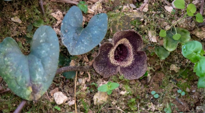 Wilde gember (Asarum canadense):gids voor planten, kweken en verzorgen 