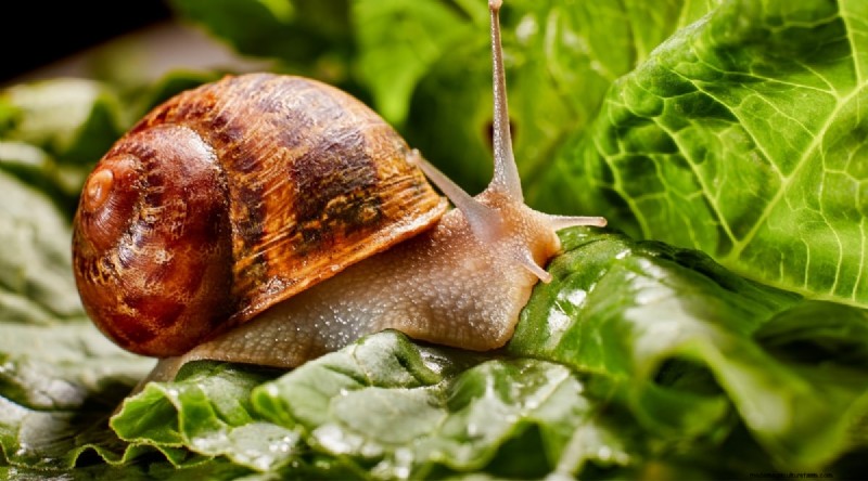 Wilde gember (Asarum canadense):gids voor planten, kweken en verzorgen 