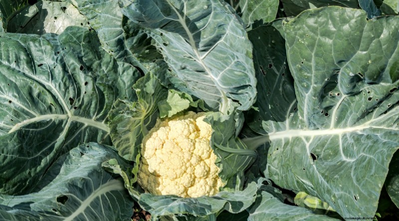 Maximieren Sie die Brassica-Erträge:13 Expertentipps für eine reiche Ernte 