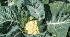 Maximaliseer de opbrengst van Brassica:13 tips van experts voor een overvloedige oogst 