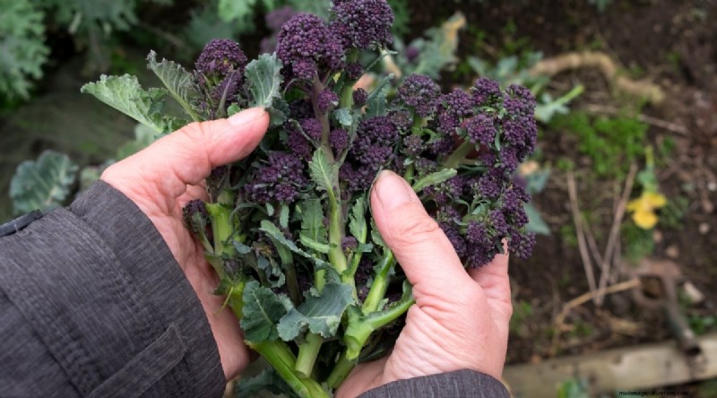 Maximieren Sie die Brassica-Erträge:13 Expertentipps für eine reiche Ernte 