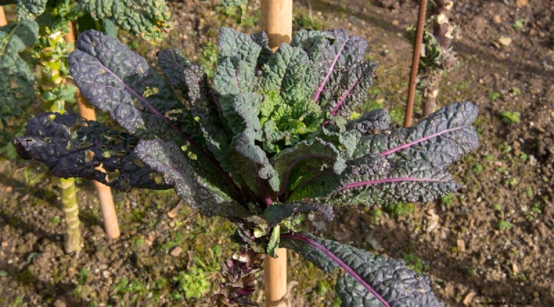 Maximieren Sie die Brassica-Erträge:13 Expertentipps für eine reiche Ernte 
