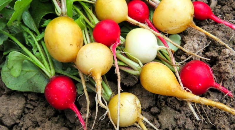 Maximieren Sie die Brassica-Erträge:13 Expertentipps für eine reiche Ernte 