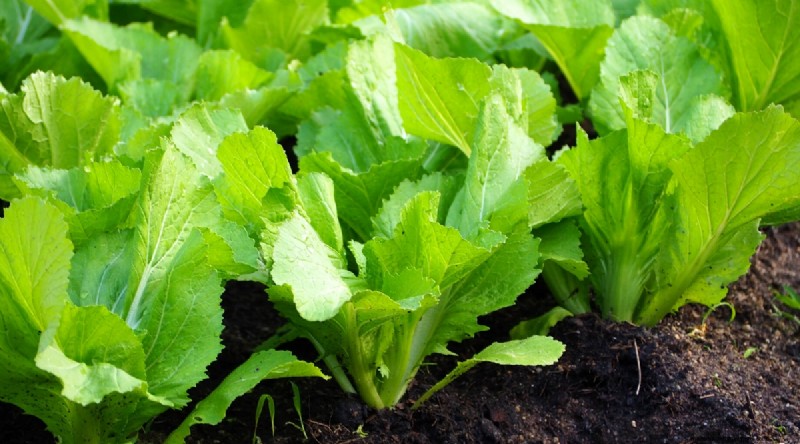 Maximieren Sie die Brassica-Erträge:13 Expertentipps für eine reiche Ernte 