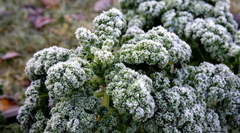 Maximieren Sie die Brassica-Erträge:13 Expertentipps für eine reiche Ernte 
