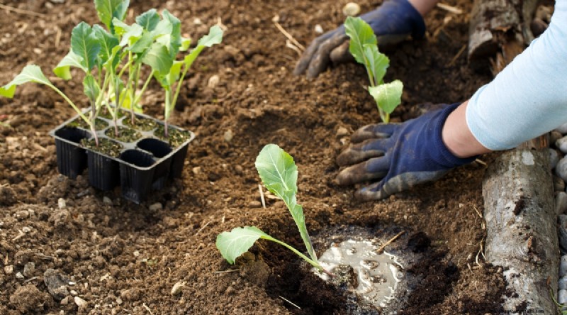 Maximieren Sie die Brassica-Erträge:13 Expertentipps für eine reiche Ernte 