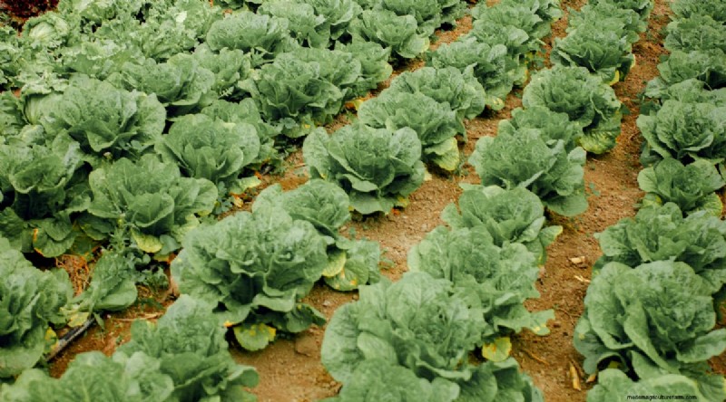 Maximieren Sie die Brassica-Erträge:13 Expertentipps für eine reiche Ernte 