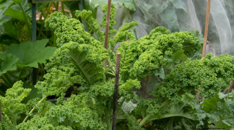 Maximieren Sie die Brassica-Erträge:13 Expertentipps für eine reiche Ernte 