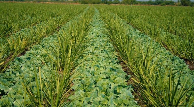 Maximieren Sie die Brassica-Erträge:13 Expertentipps für eine reiche Ernte 