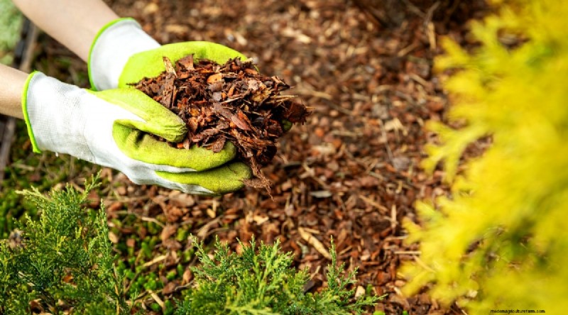 Maximieren Sie die Brassica-Erträge:13 Expertentipps für eine reiche Ernte 