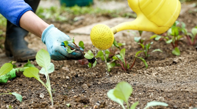 Maximieren Sie die Brassica-Erträge:13 Expertentipps für eine reiche Ernte 