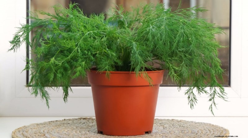 Indoor-Kräutergarten:8 Kräuter, die drinnen nicht gedeihen 