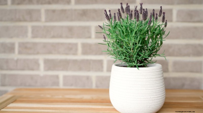 Indoor-Kräutergarten:8 Kräuter, die drinnen nicht gedeihen 