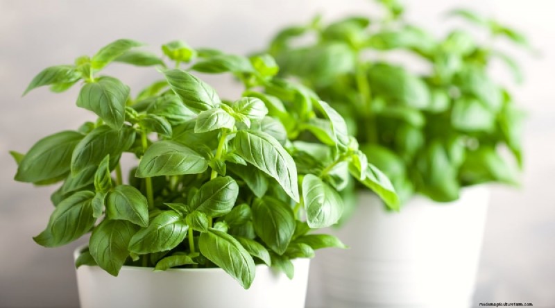 Indoor-Kräutergarten:8 Kräuter, die drinnen nicht gedeihen 