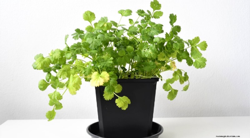 Indoor-Kräutergarten:8 Kräuter, die drinnen nicht gedeihen 