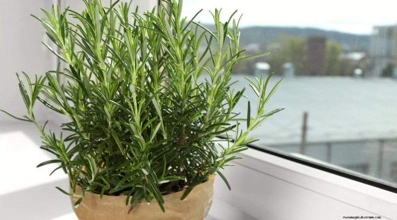 Indoor-Kräutergarten:8 Kräuter, die drinnen nicht gedeihen 