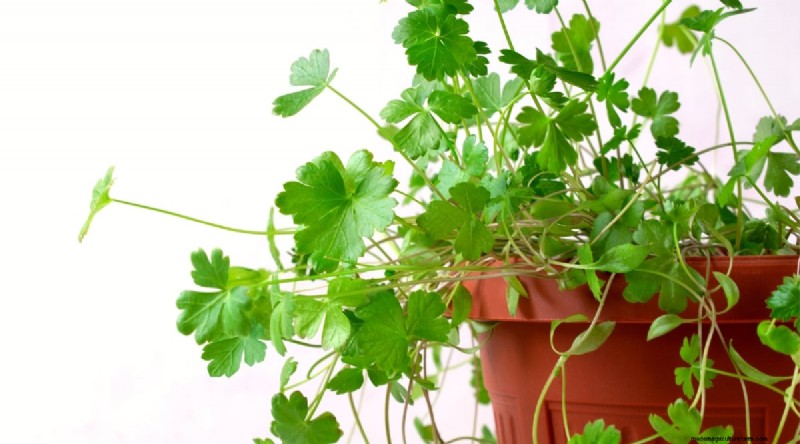 Indoor-Kräutergarten:8 Kräuter, die drinnen nicht gedeihen 