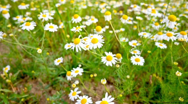 Indoor-Kräutergarten:8 Kräuter, die drinnen nicht gedeihen 