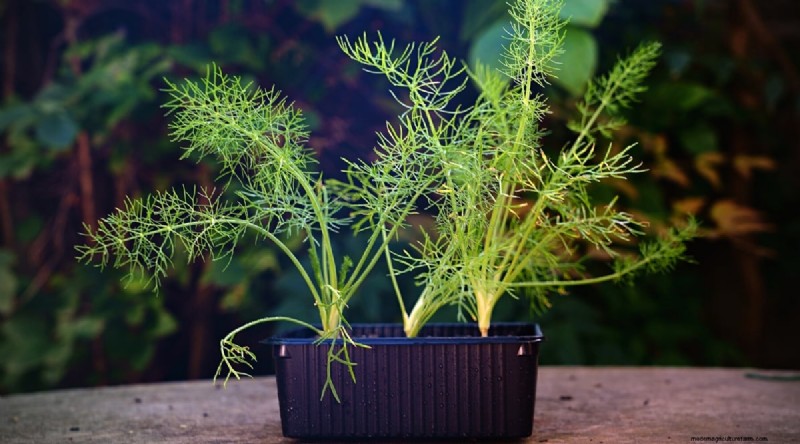 Indoor-Kräutergarten:8 Kräuter, die drinnen nicht gedeihen 