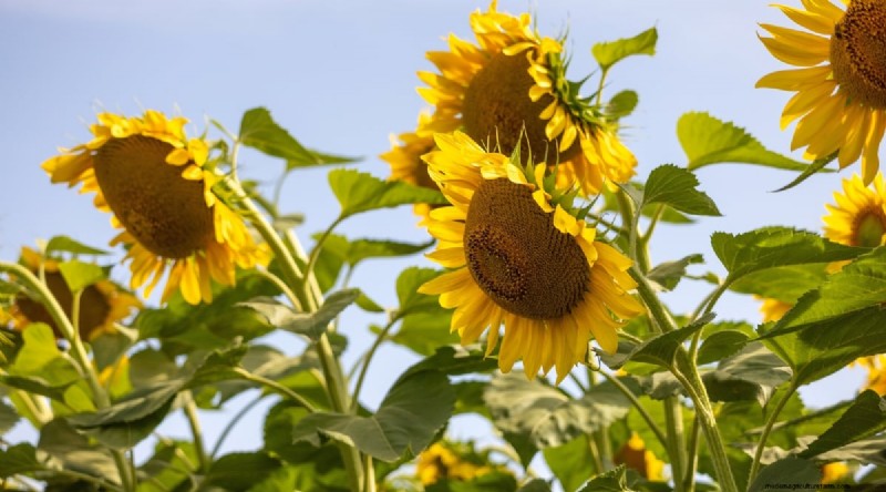 Hittetolerante groenten:kweek een overvloedige oogst in de zomer 