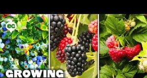 Blackberry Companion Planting:13 planten om te vermijden 