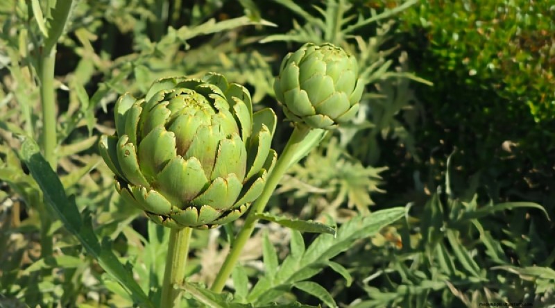 ブラックベリーのコンパニオンプランツ：避けるべき13の植物 