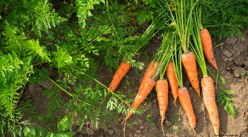 ブラックベリーのコンパニオンプランツ：避けるべき13の植物 